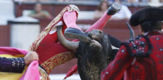 Momento en el que es corneado Luis Manuel Terrón por el novillo de Fernando Peña (FOTO:Juan Pelegrín)