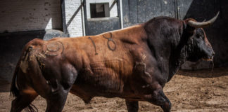 Imagen de Jilguera en los corrales de Las Ventas, el toro de Montalvo con el que Tomás Campos confirmará alternativa (FOTO: PLAZA 1)